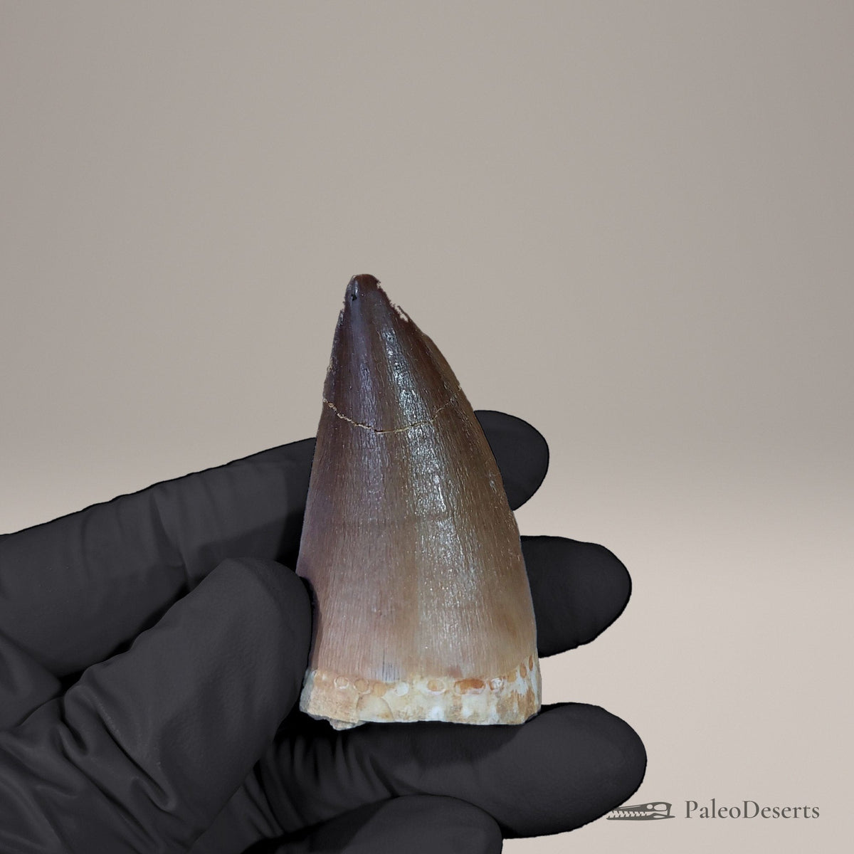 Prognathodon Mosasaur Tooth Fossil – 2.3 in (5.8 cm), Morocco – view 3