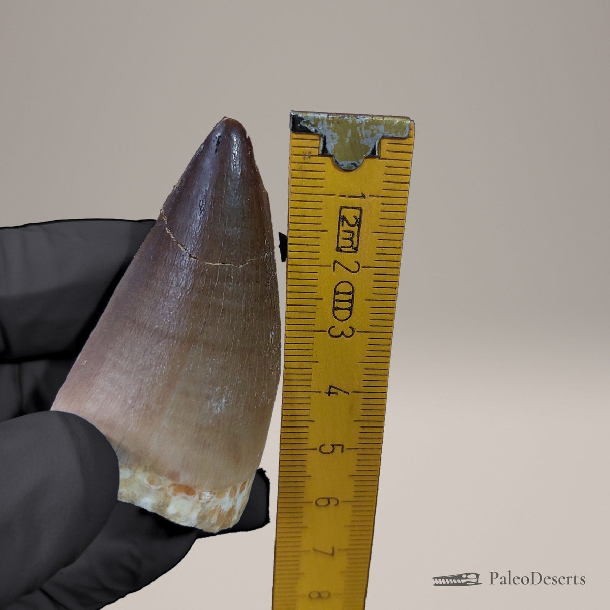 Prognathodon Mosasaur Tooth Fossil – 2.3 in (5.8 cm), Morocco – view 8