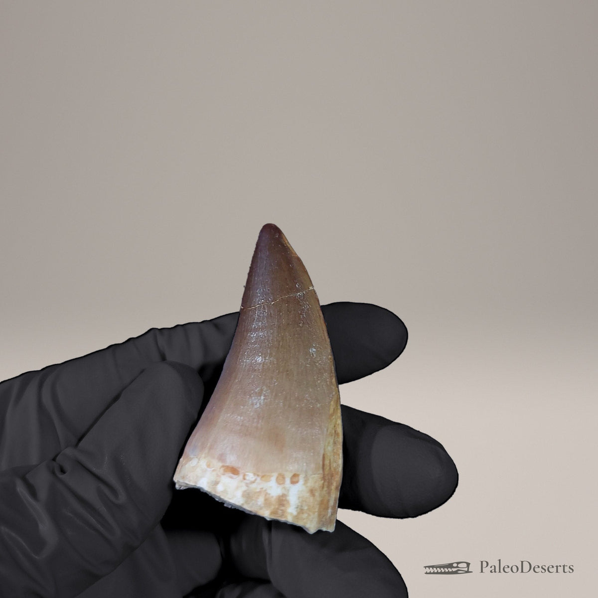 Prognathodon Mosasaur Tooth Fossil – 2.3 in (5.8 cm), Morocco – view 7