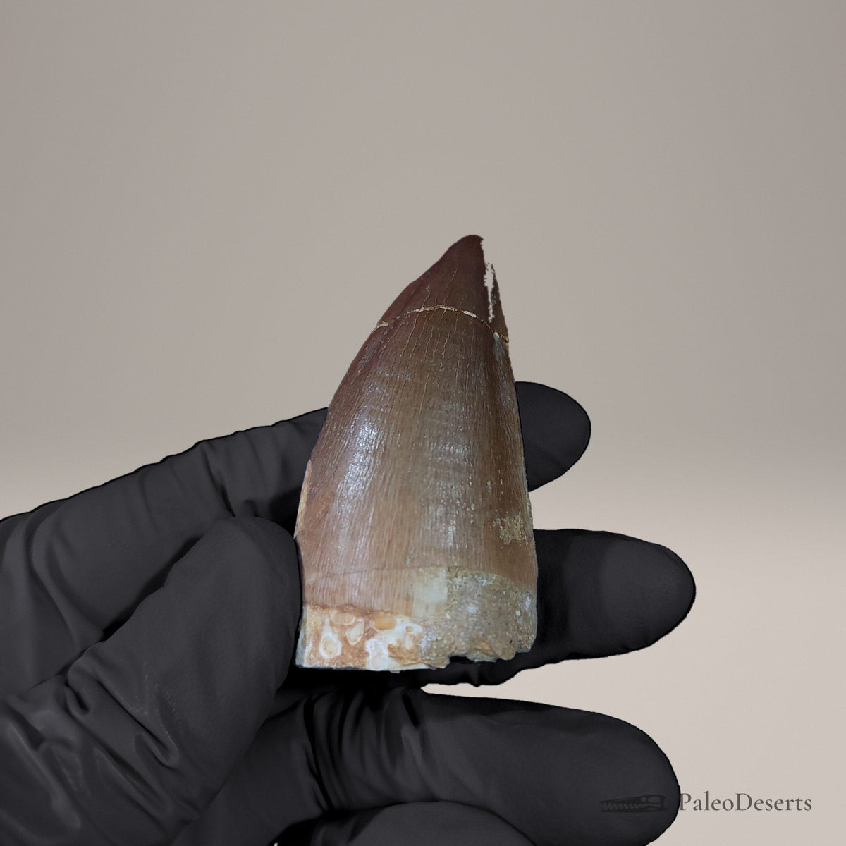 Prognathodon Mosasaur Tooth Fossil – 2.3 in (5.8 cm), Morocco – view 6
