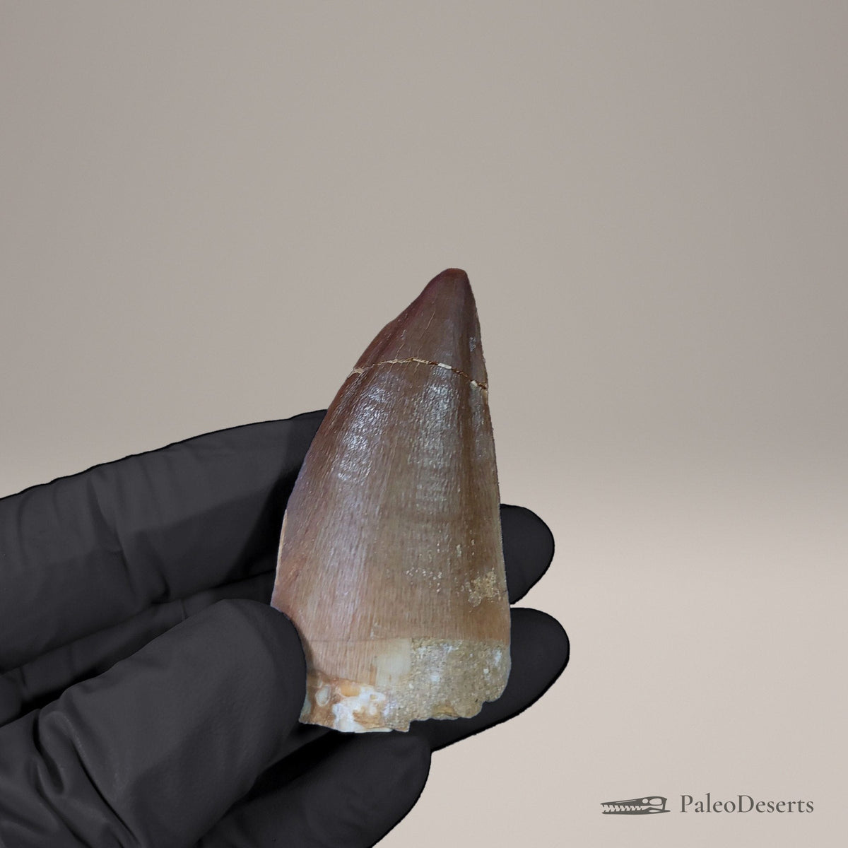 Prognathodon Mosasaur Tooth Fossil – 2.3 in (5.8 cm), Morocco