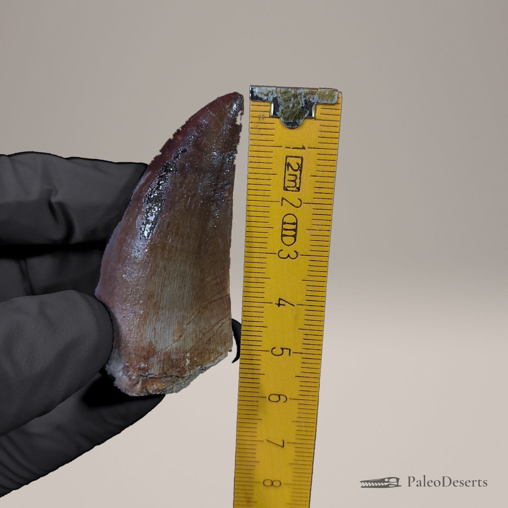 Prognathodon Mosasaur Tooth Fossil – 2.3 in (5.8 cm), Morocco – Specimen M-44 - PaleoDeserts