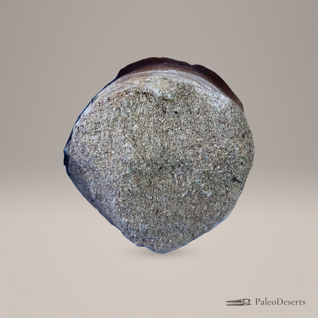 Prognathodon Mosasaur Tooth Fossil – 2.3 in (5.8 cm), Morocco – Specimen M-44 - PaleoDeserts