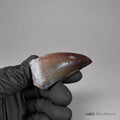Prognathodon Mosasaur Tooth Fossil – 2.3 in (5.8 cm), Morocco – Specimen M-44 - PaleoDeserts