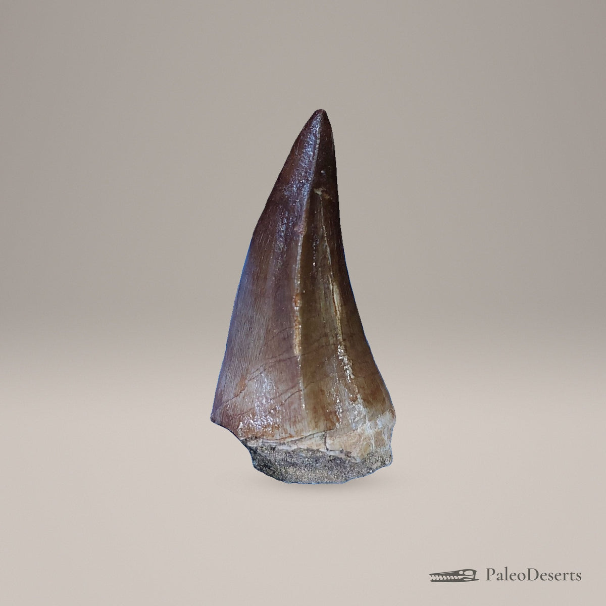 Prognathodon Mosasaur Tooth Fossil – second view