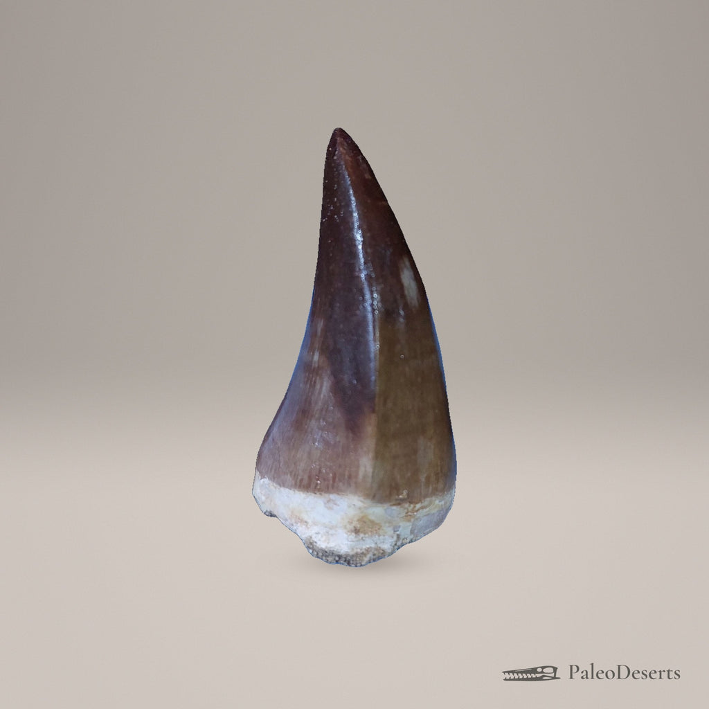Prognathodon Mosasaur Tooth Fossil – 2.3 in (5.8 cm), Morocco – Specimen M-44 - PaleoDeserts