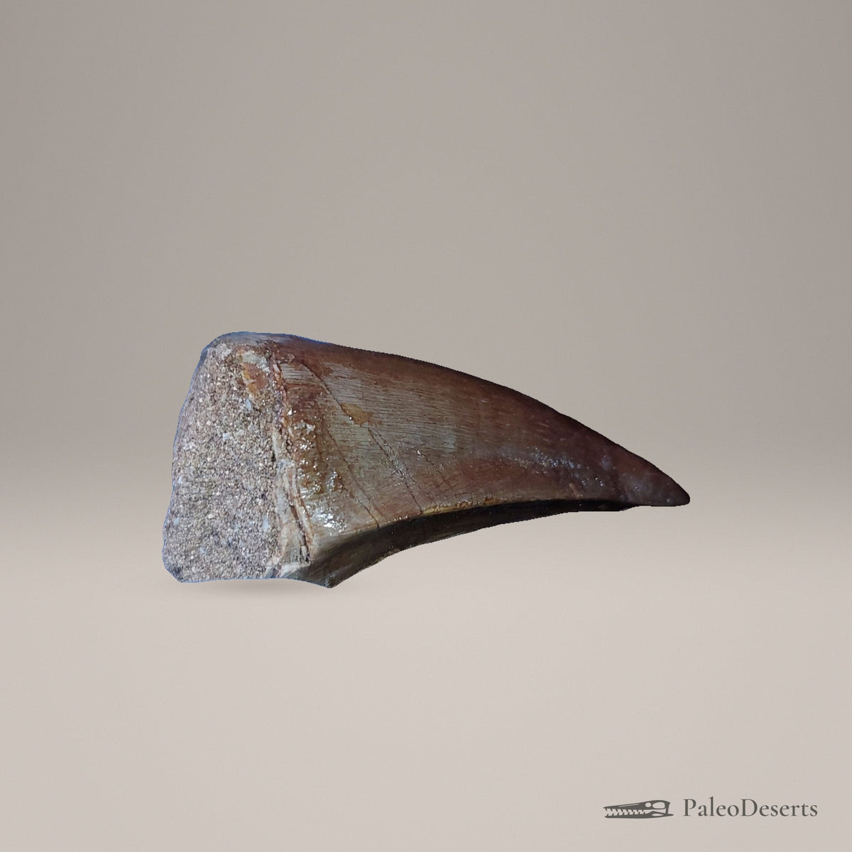 Prognathodon Mosasaur Tooth Fossil – 2.3 in (5.8 cm), Morocco – Specimen M-44 - PaleoDeserts