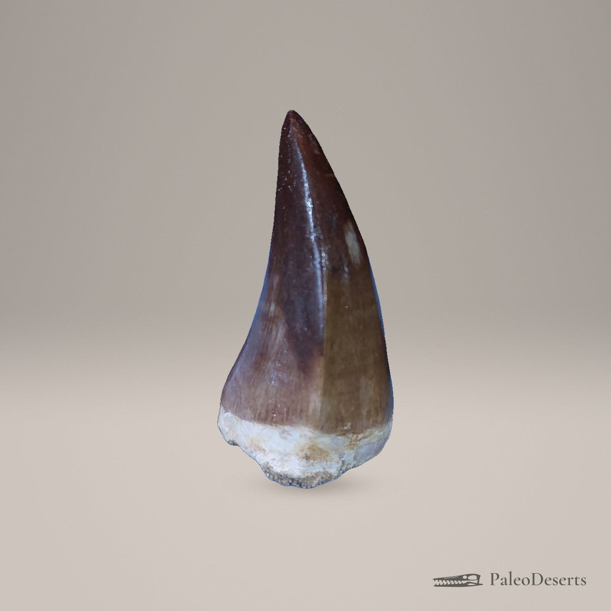 Prognathodon Mosasaur Tooth Fossil – 2.3 in (5.8 cm), Morocco – Specimen M-44