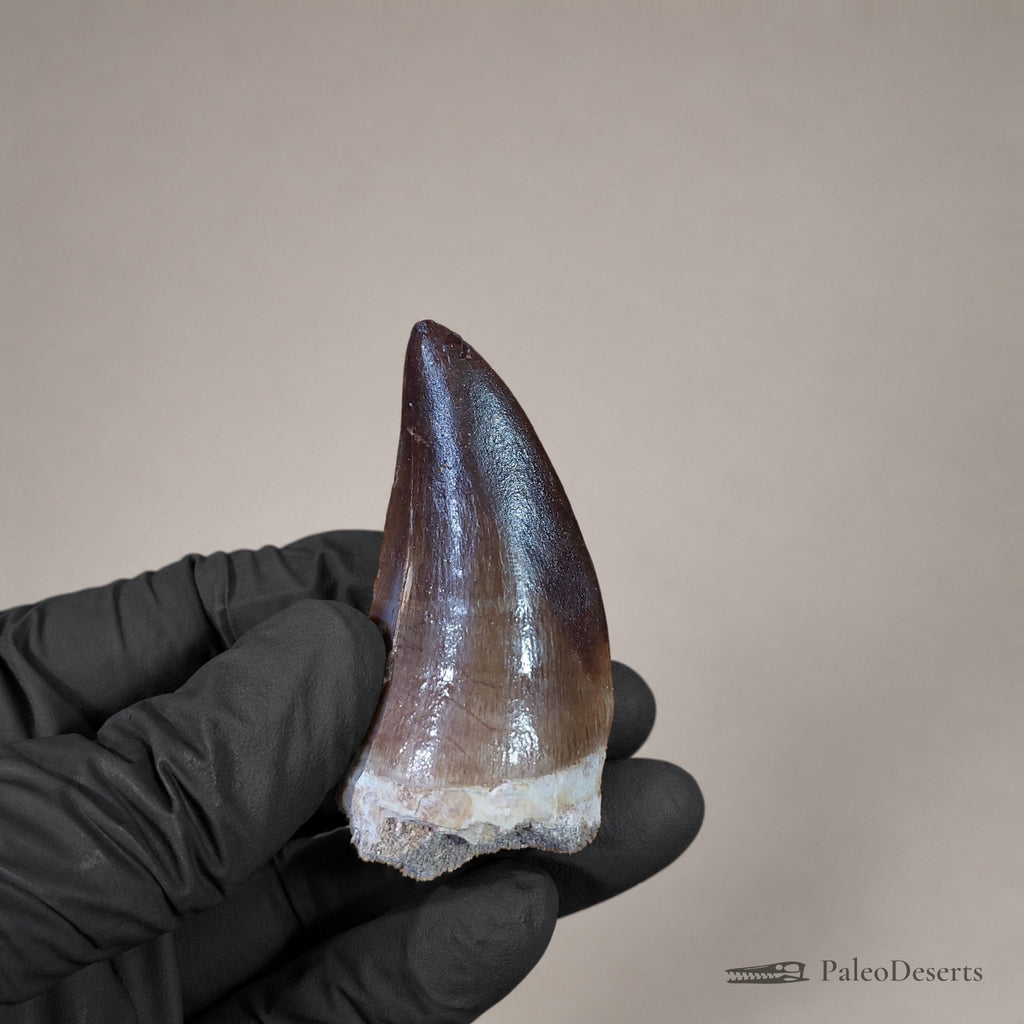 Prognathodon Mosasaur Tooth Fossil – 2.3 in (5.8 cm), Morocco – Specimen M-44 - PaleoDeserts