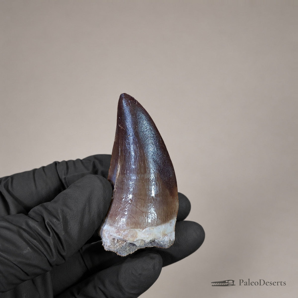 Prognathodon Mosasaur Tooth Fossil – 2.3 in (5.8 cm), Morocco – Specimen M-44 - PaleoDeserts