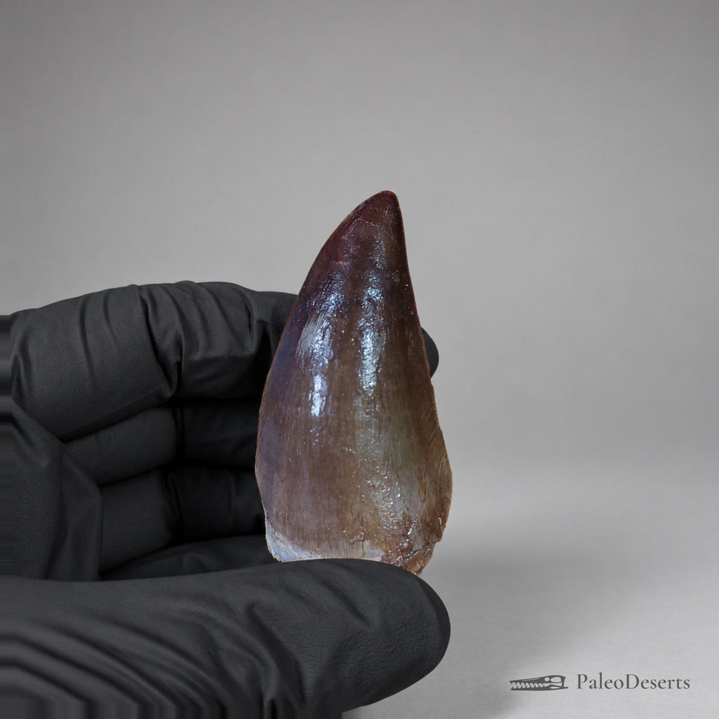 Prognathodon Mosasaur Tooth Fossil – 2.3 in (5.8 cm), Morocco – Specimen M-44 - PaleoDeserts