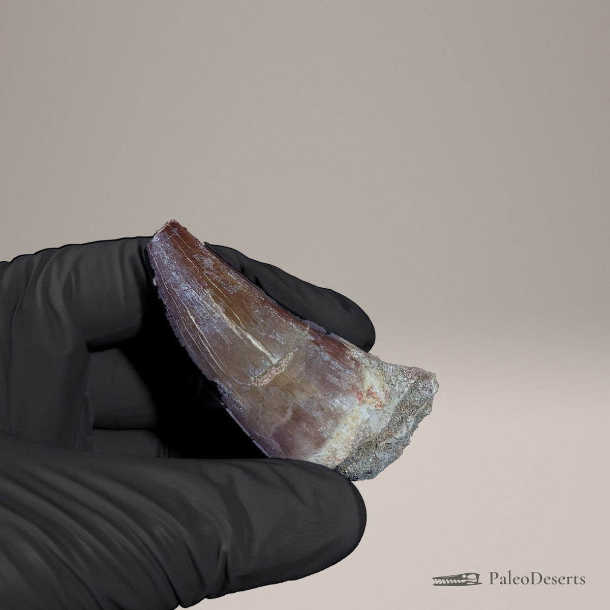 Prognathodon Mosasaur Tooth Fossil – 2.3 in (5.8 cm), Morocco – Specimen M-52 – view 4