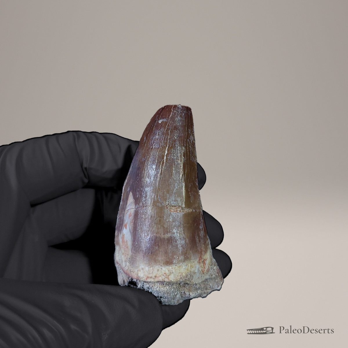 Prognathodon Mosasaur Tooth Fossil – 2.3 in (5.8 cm), Morocco – Specimen M-52 – view 3