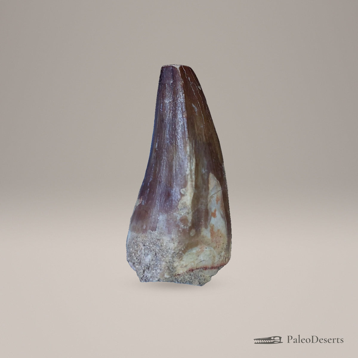 Prognathodon Mosasaur Tooth Fossil – second view