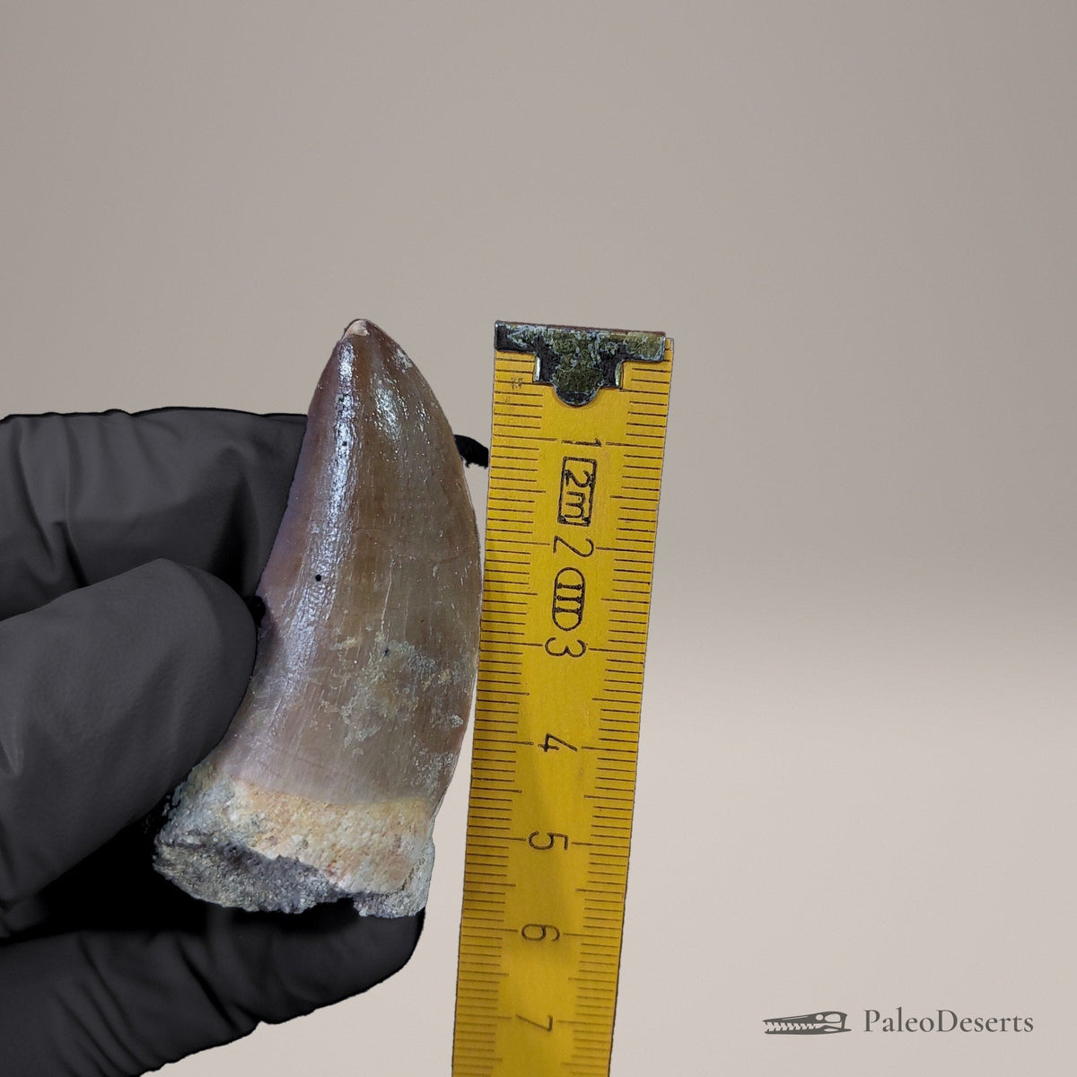 Prognathodon Mosasaur Tooth Fossil – 2.3 in (5.9 cm), Morocco – Specimen M-53 – view 8