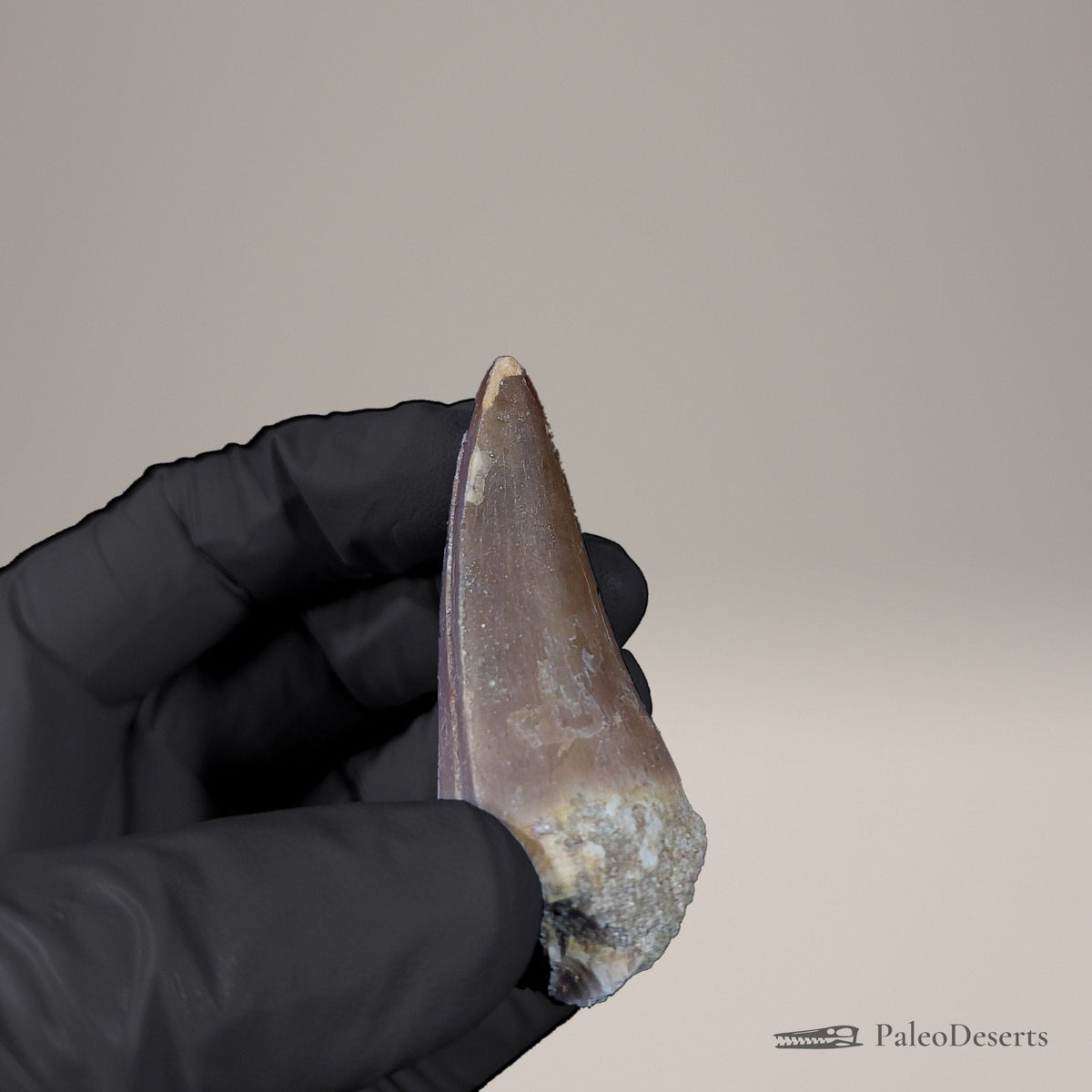 Prognathodon Mosasaur Tooth Fossil – 2.3 in (5.9 cm), Morocco – Specimen M-53 – view 7