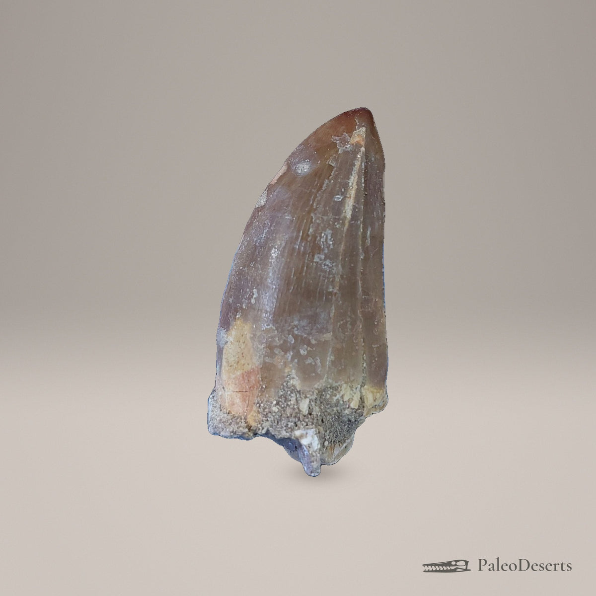 Prognathodon Mosasaur Tooth Fossil – second view