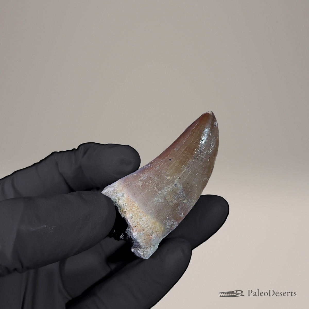 Prognathodon Mosasaur Tooth Fossil – 2.3 in (5.9 cm), Morocco – Specimen M-53 – view 6