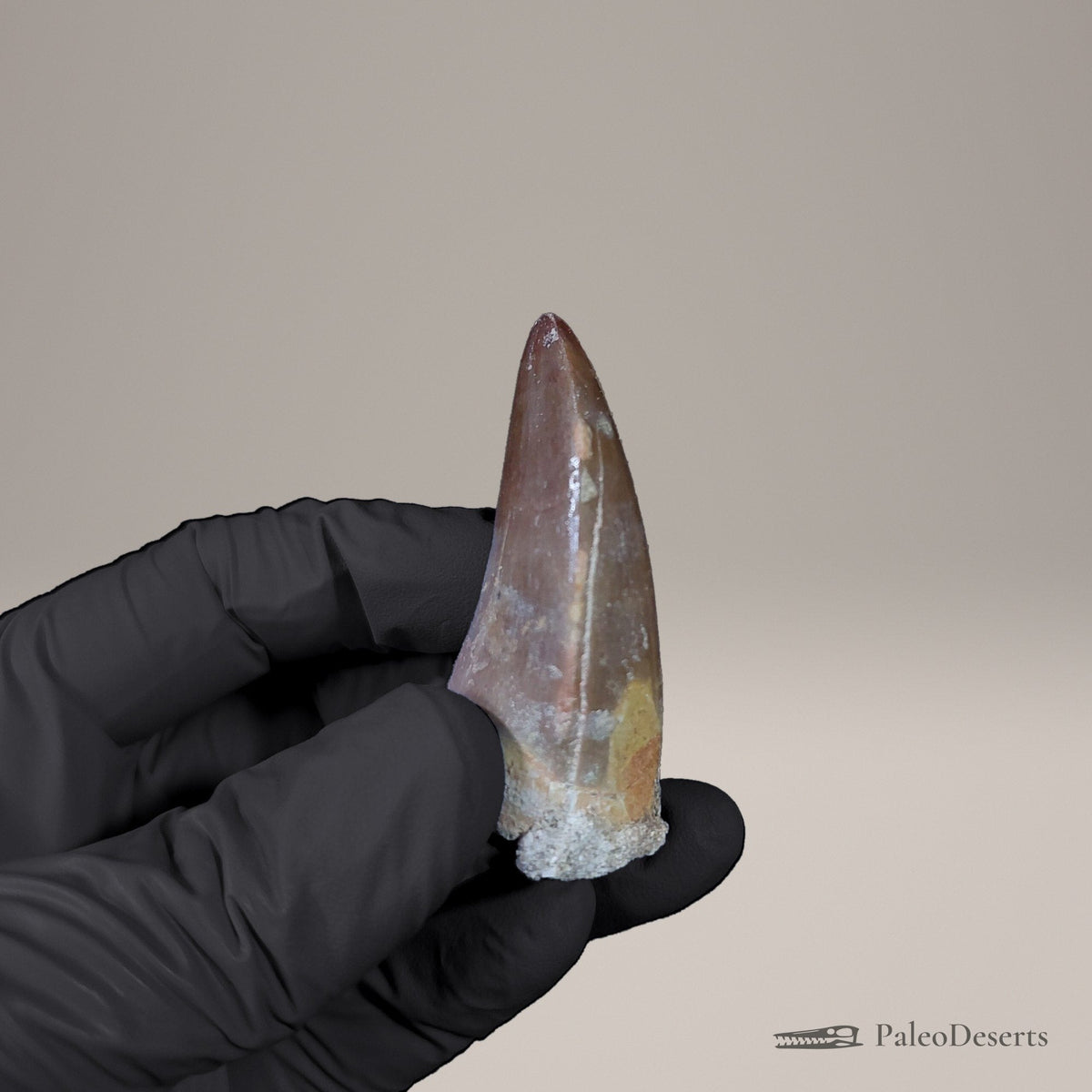 Prognathodon Mosasaur Tooth Fossil – 2.3 in (5.9 cm), Morocco – Specimen M-53 – view 3