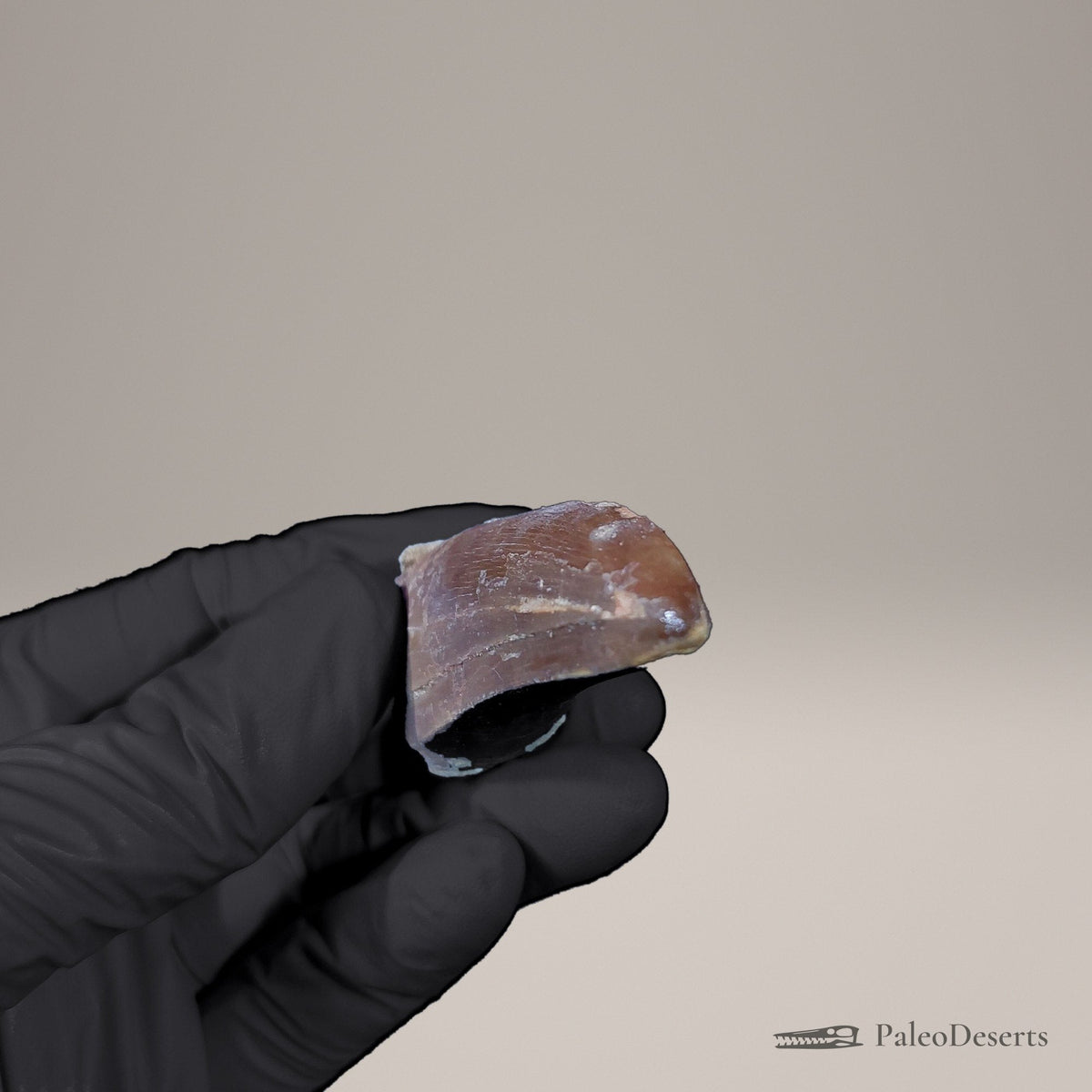 Prognathodon Mosasaur Tooth Fossil – 2.3 in (5.9 cm), Morocco – Specimen M-53 – view 5