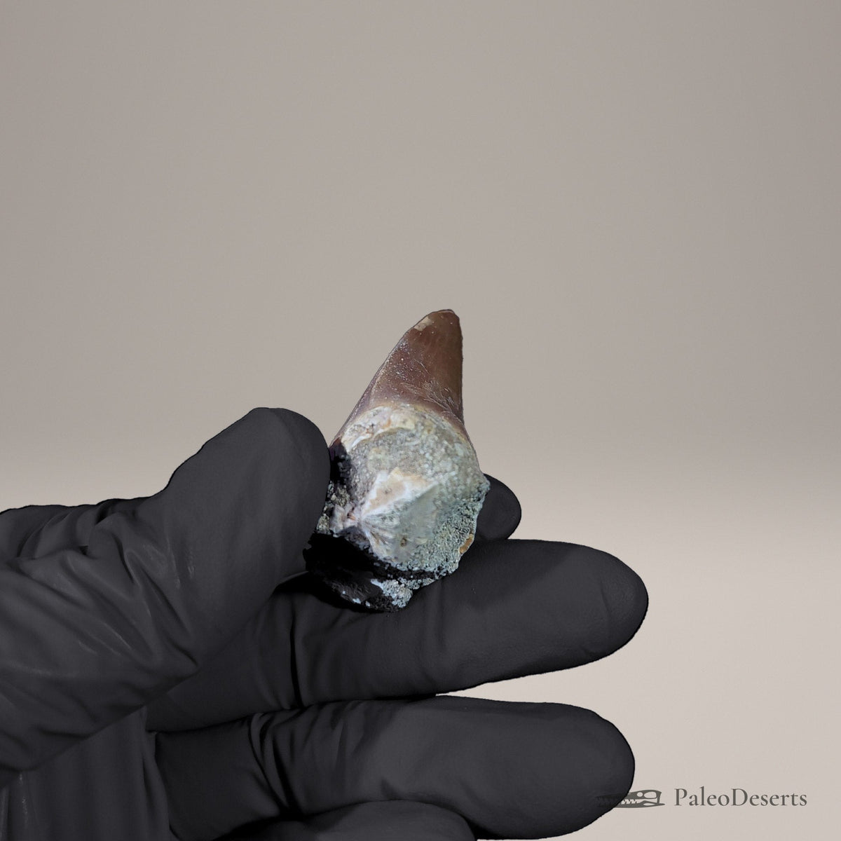 Prognathodon Mosasaur Tooth Fossil – 2.3 in (5.9 cm), Morocco – Specimen M-53 – view 4