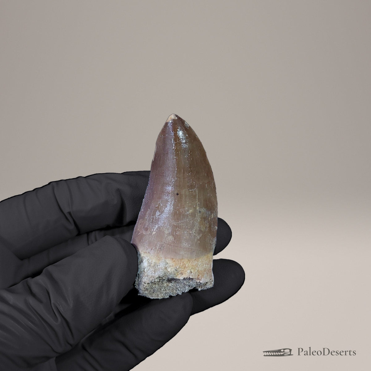 Prognathodon Mosasaur Tooth Fossil – 2.3 in (5.9 cm), Morocco – Specimen M-53