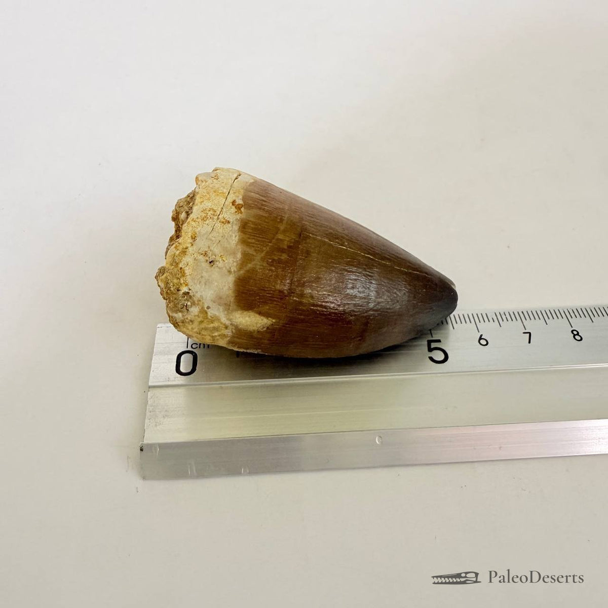 Prognathodon Mosasaur Tooth Fossil – 2.4 in (6 cm), Morocco – view 7