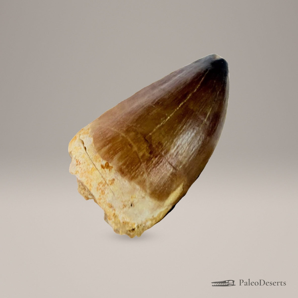 Prognathodon Mosasaur Tooth Fossil – 2.4 in (6 cm), Morocco – view 6