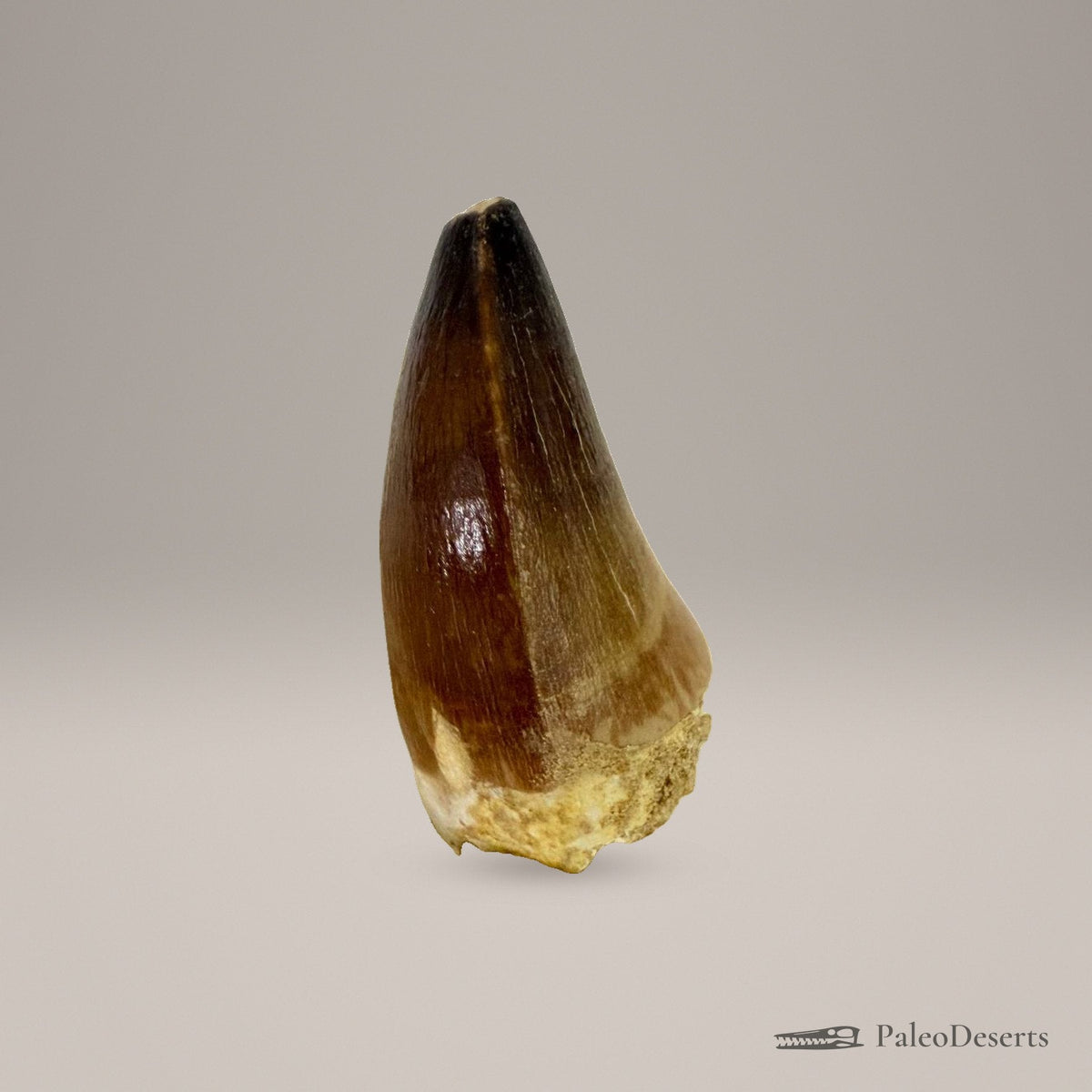 Prognathodon Mosasaur Tooth Fossil – 2.4 in (6 cm), Morocco – view 4