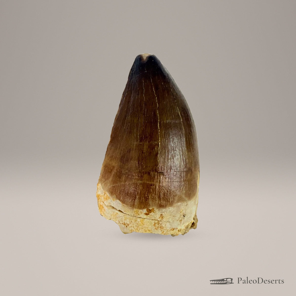 Prognathodon Mosasaur Tooth Fossil – 2.4 in (6 cm), Morocco