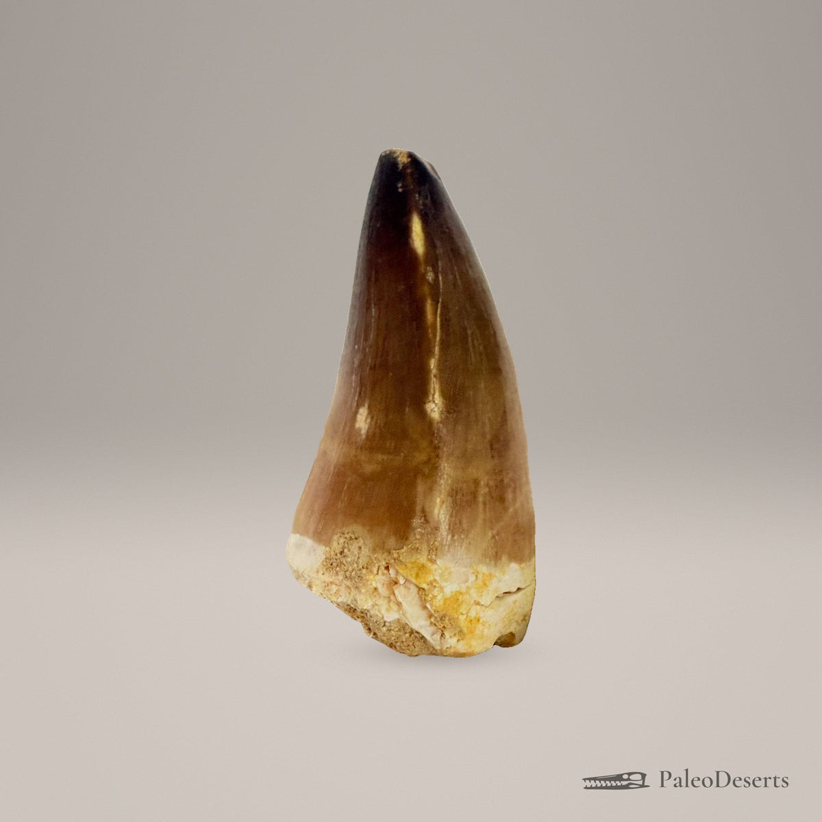 Prognathodon Mosasaur Tooth Fossil – second view