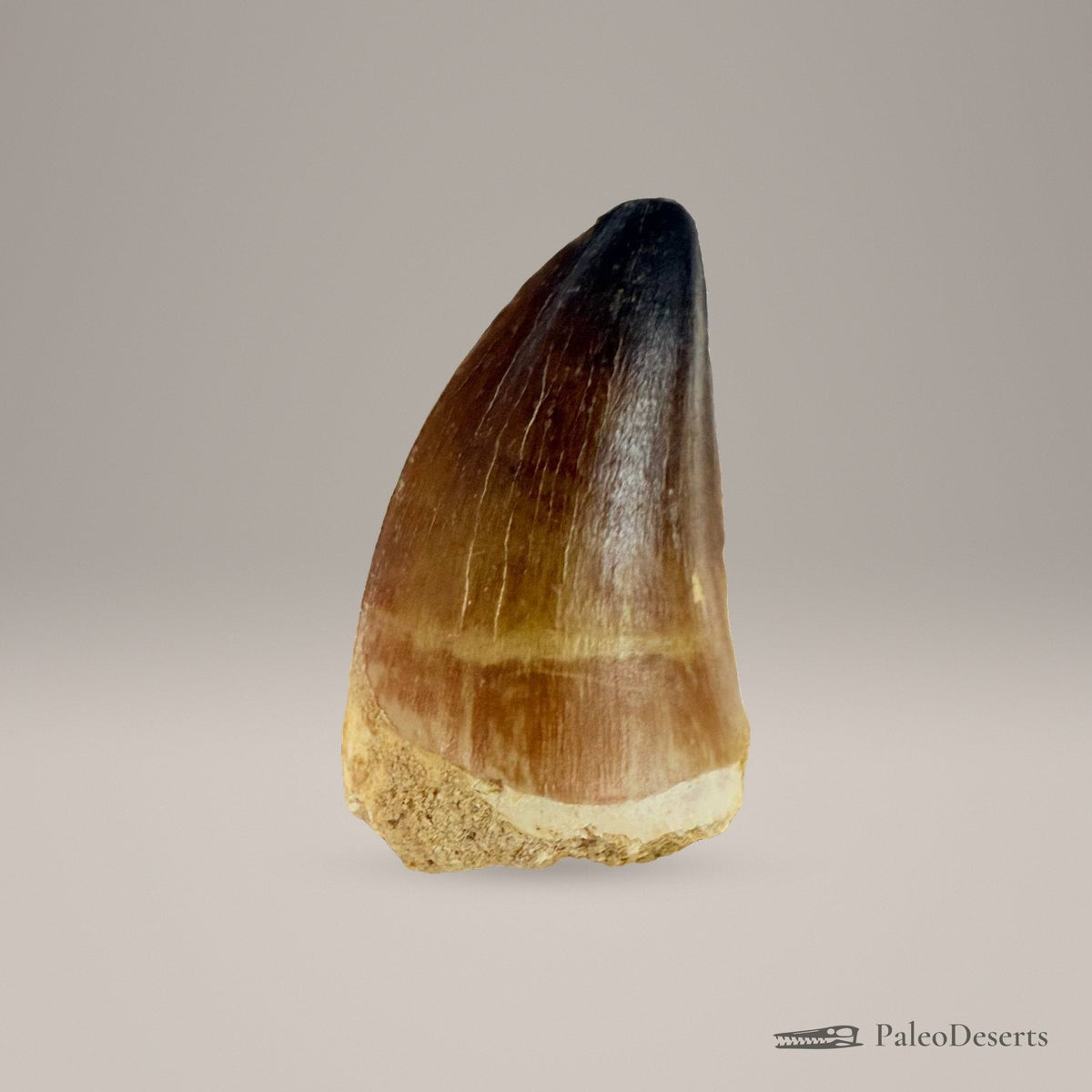 Prognathodon Mosasaur Tooth Fossil – 2.4 in (6 cm), Morocco – view 3