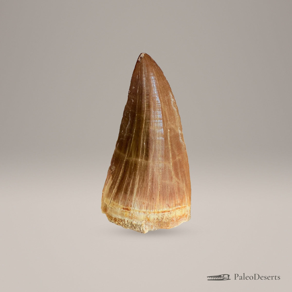 Prognathodon Mosasaur Tooth Fossil – second view