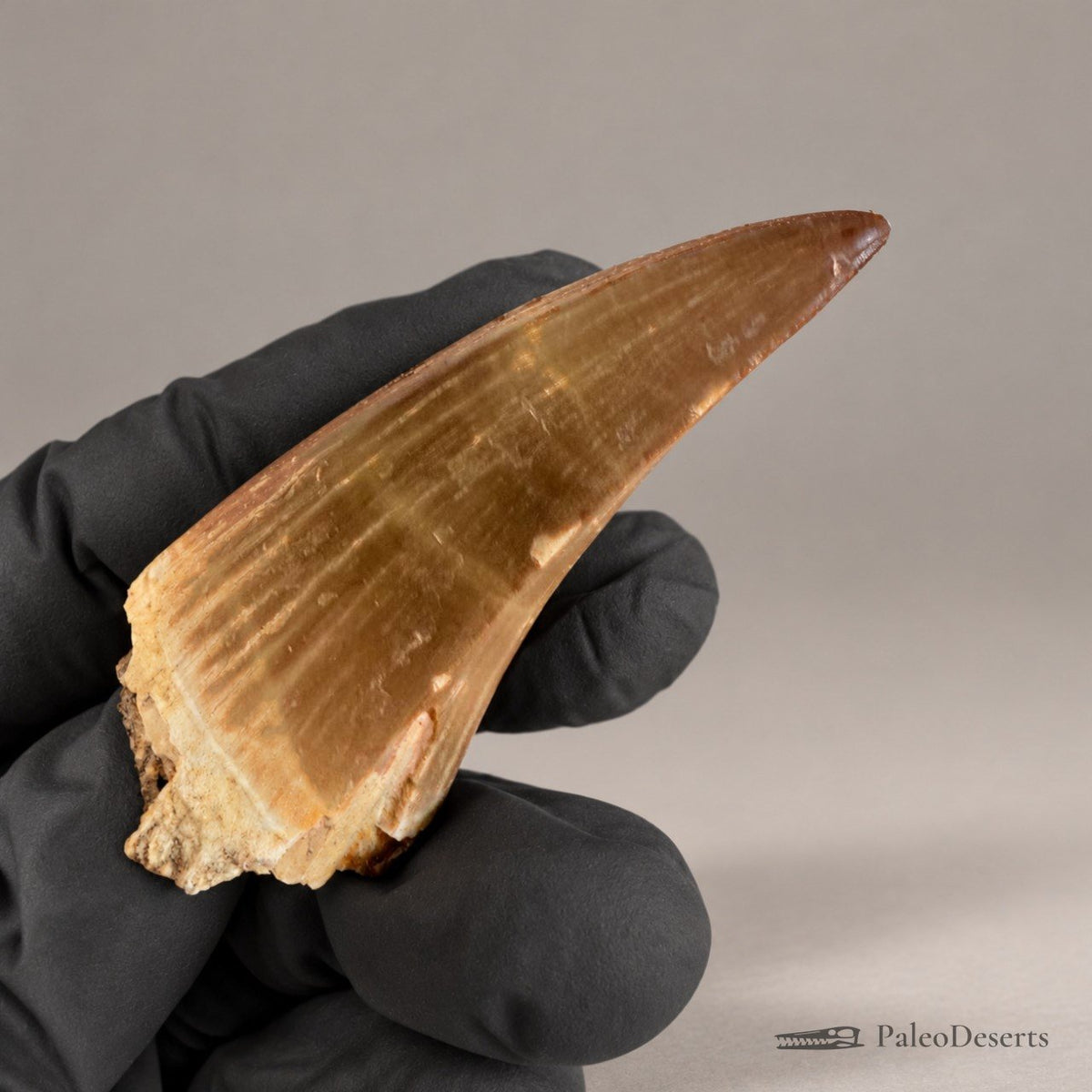 Prognathodon Mosasaur Tooth Fossil – 2.4 in (6.0 cm), Morocco – Specimen M-41 – view 6