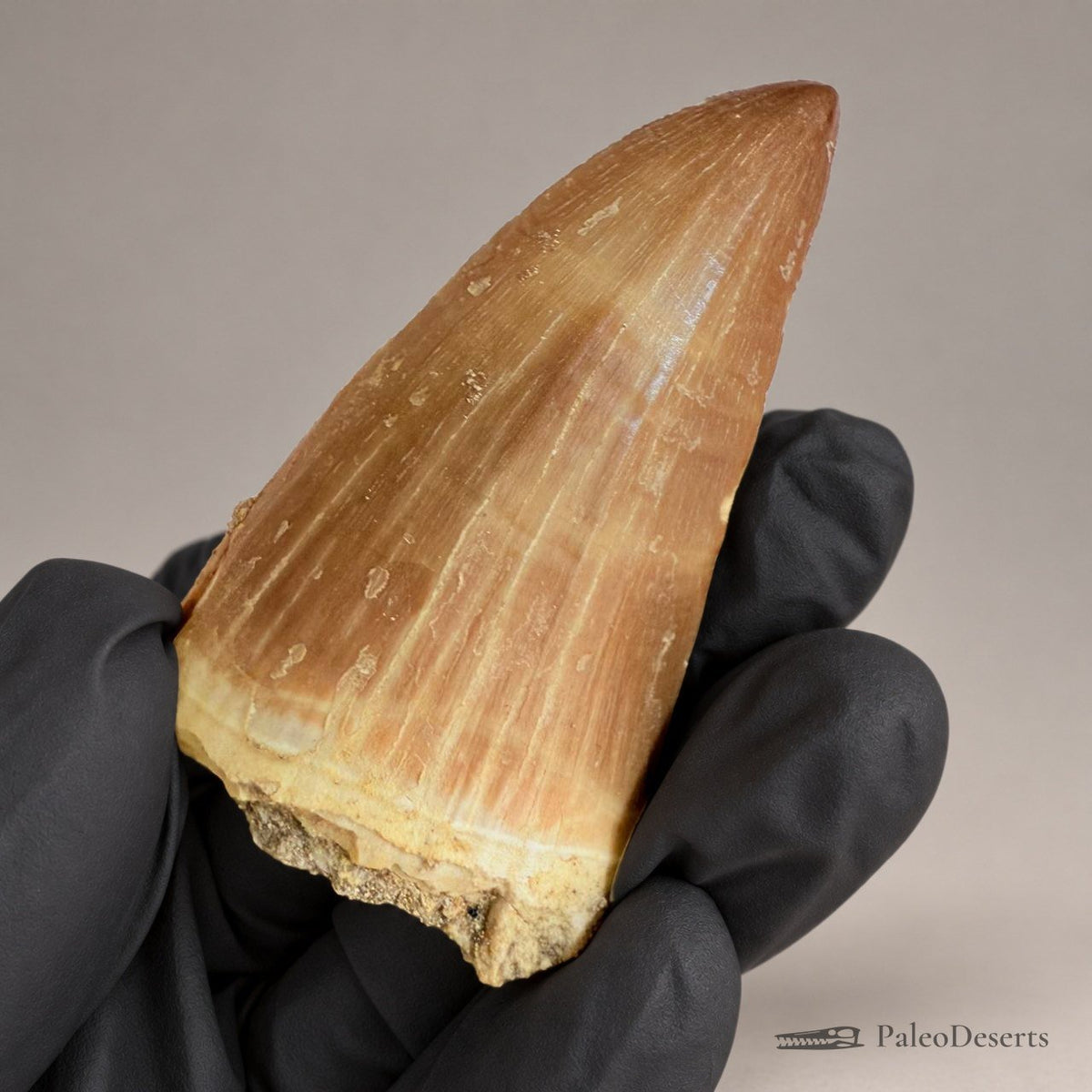 Prognathodon Mosasaur Tooth Fossil – 2.4 in (6.0 cm), Morocco – Specimen M-41 – view 1