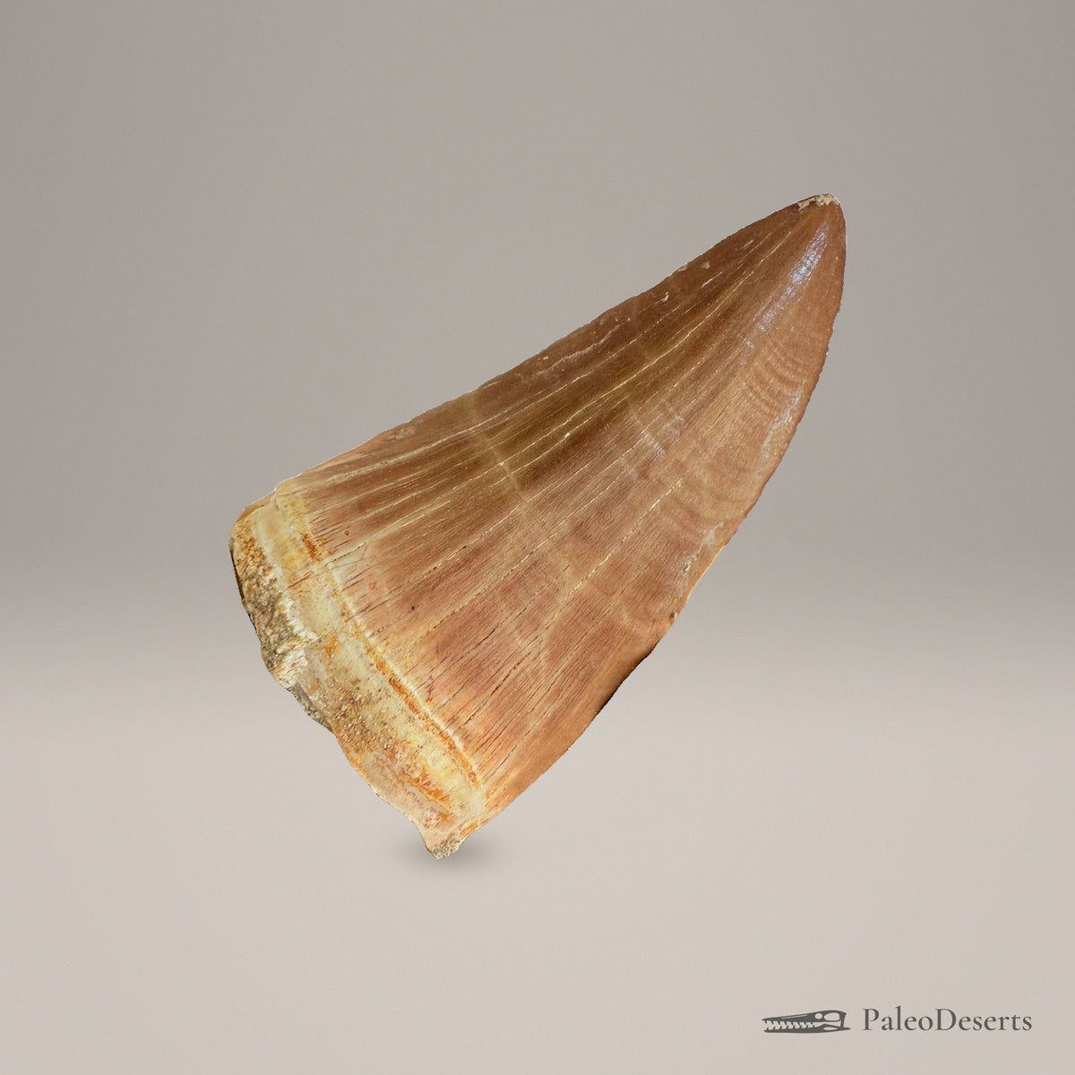 Prognathodon Mosasaur Tooth Fossil – 2.4 in (6.0 cm), Morocco – Specimen M-41 – view 4