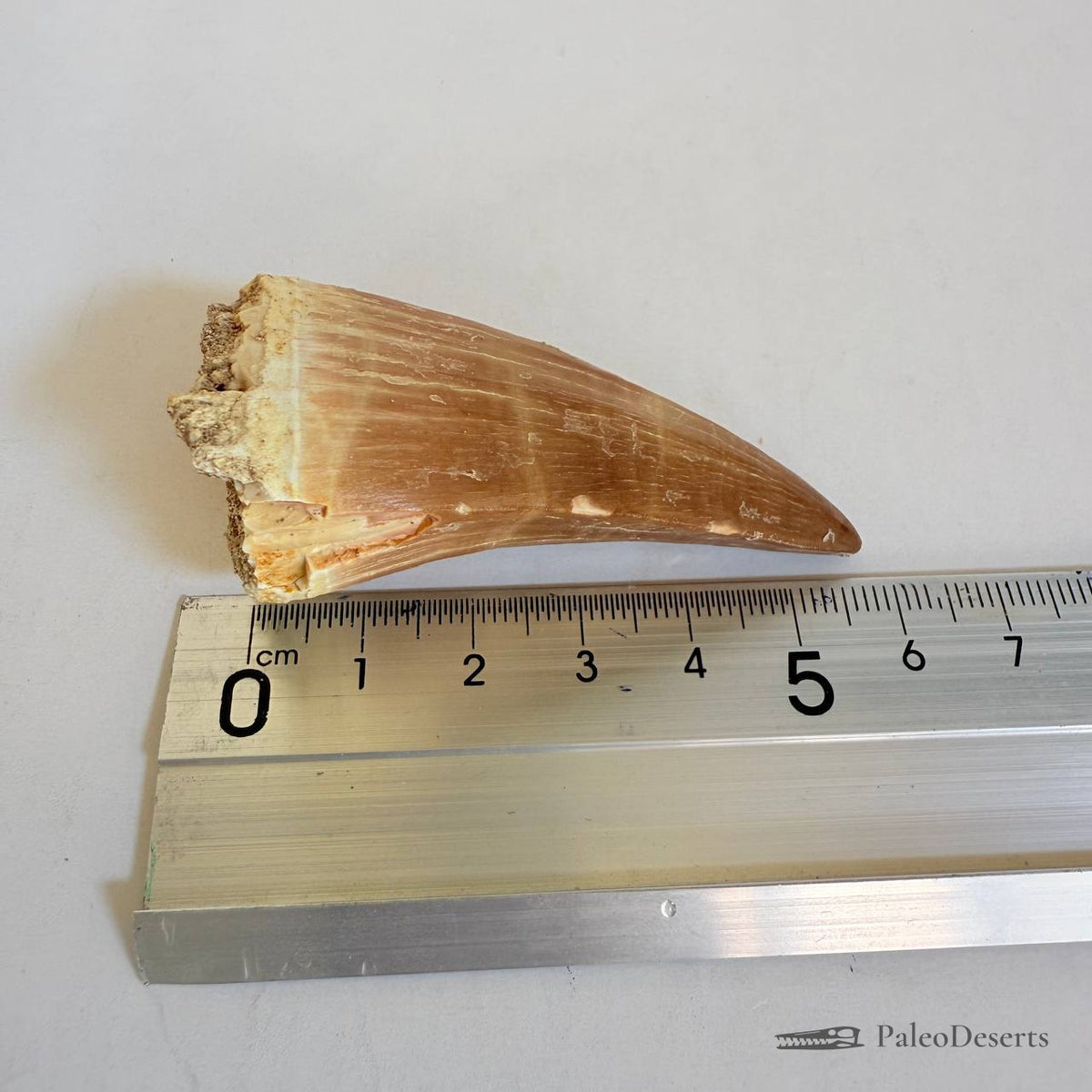 Prognathodon Mosasaur Tooth Fossil – 2.4 in (6.0 cm), Morocco – Specimen M-41 – view 7