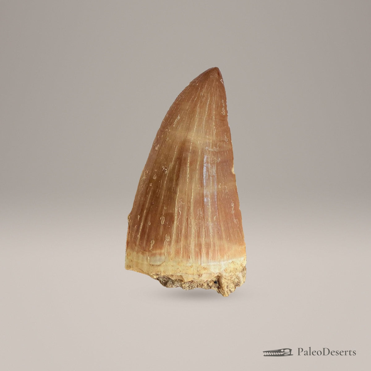 Prognathodon Mosasaur Tooth Fossil – 2.4 in (6.0 cm), Morocco – Specimen M-41 – view 3