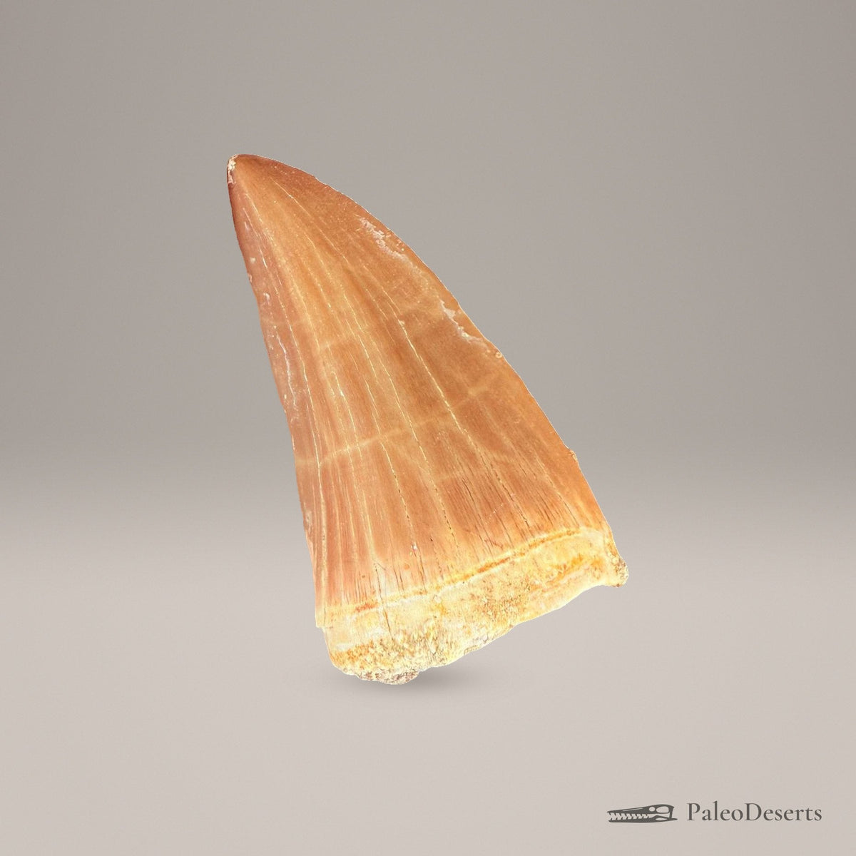 Prognathodon Mosasaur Tooth Fossil