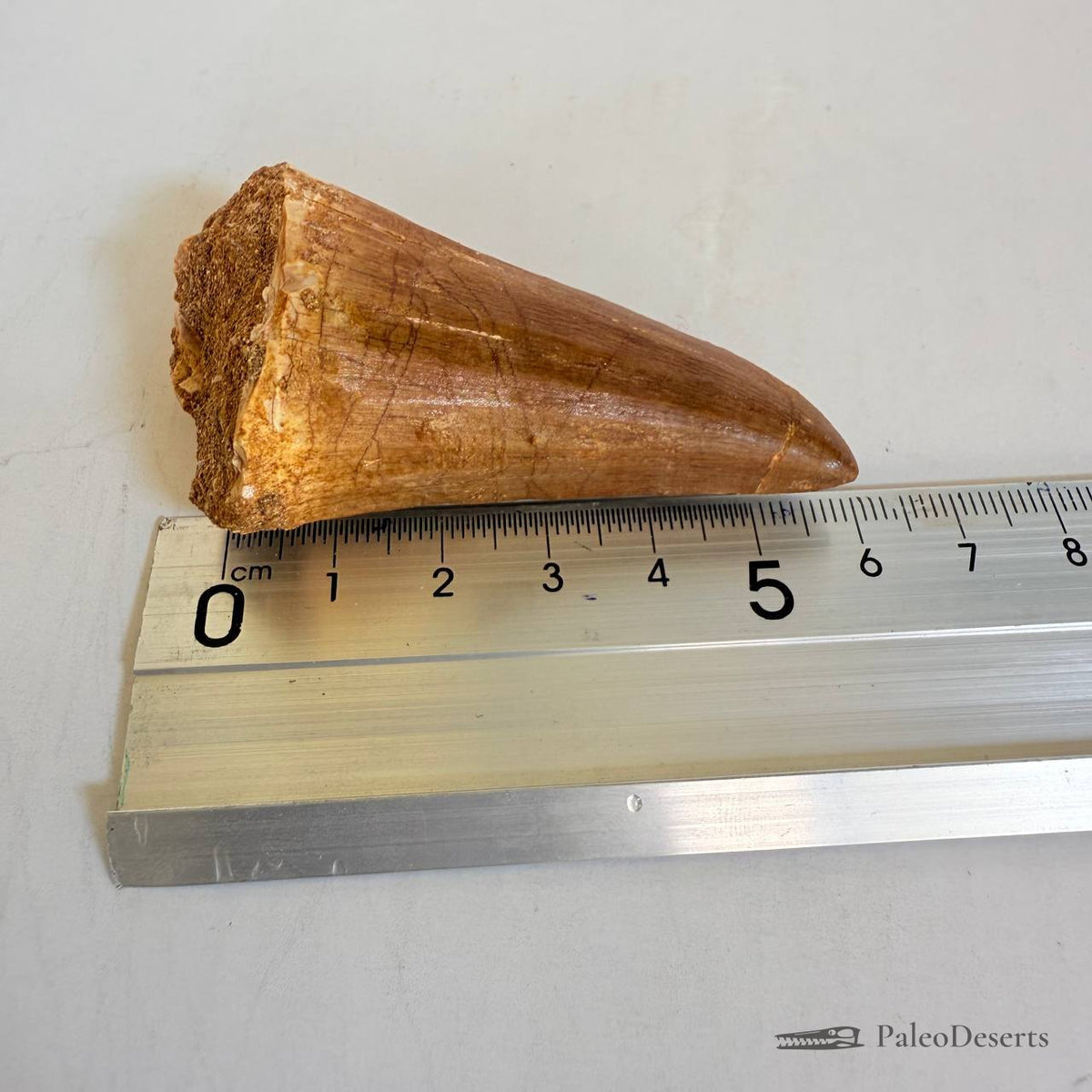 Prognathodon Mosasaur Tooth Fossil – 2.4 in (6.0 cm), Morocco – Specimen M-42 – view 8