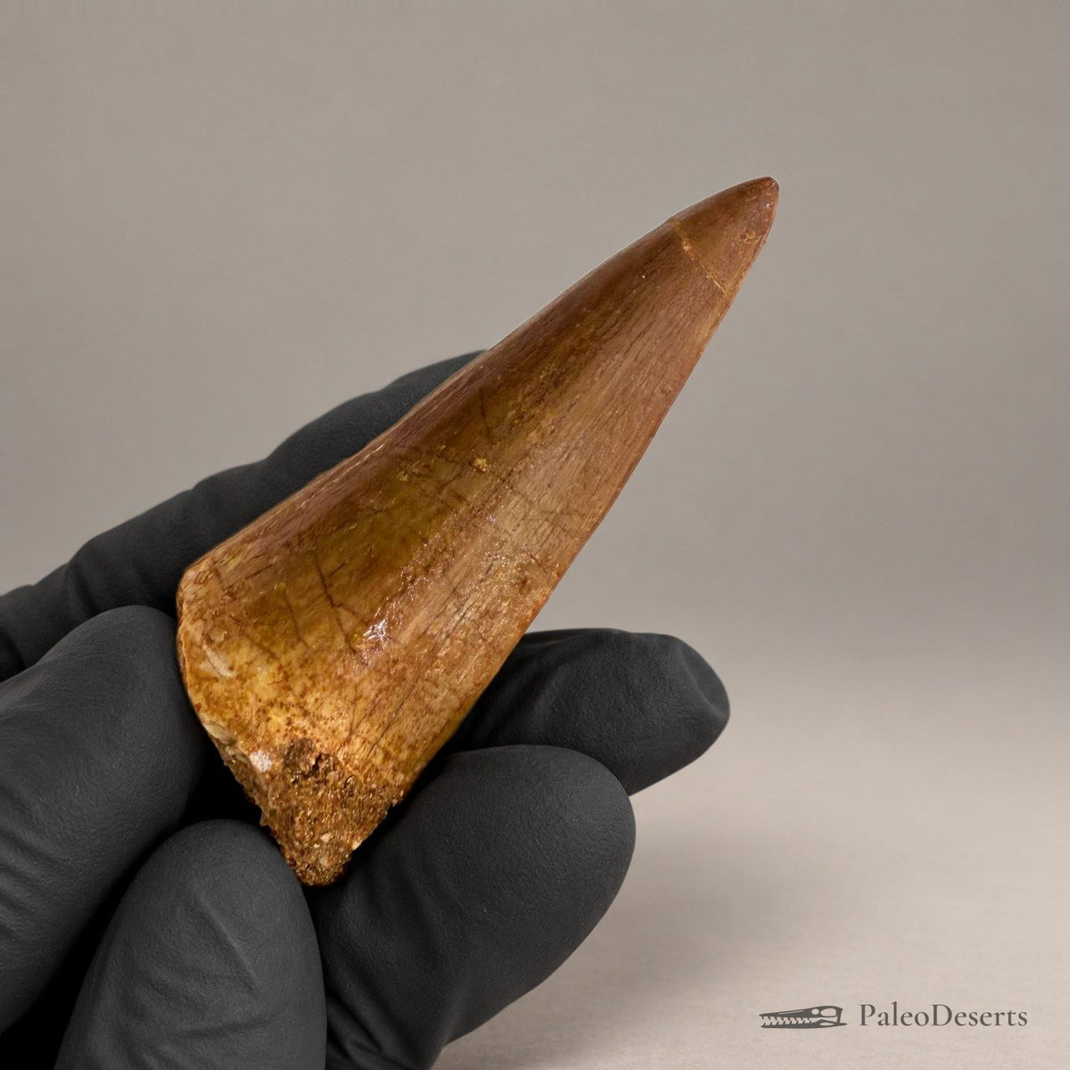 Prognathodon Mosasaur Tooth Fossil – 2.4 in (6.0 cm), Morocco – Specimen M-42 – view 6