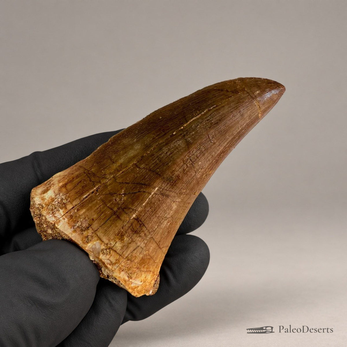 Prognathodon Mosasaur Tooth Fossil – 2.4 in (6.0 cm), Morocco – Specimen M-42 – view 7
