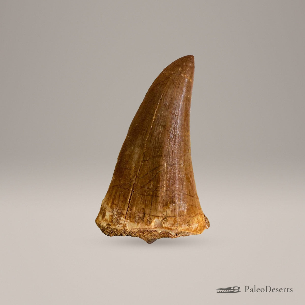 Prognathodon Mosasaur Tooth Fossil – 2.4 in (6.0 cm), Morocco – Specimen M-42 – view 3