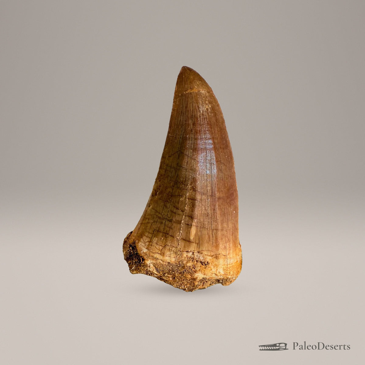 Prognathodon Mosasaur Tooth Fossil – 2.4 in (6.0 cm), Morocco – Specimen M-42 – view 2