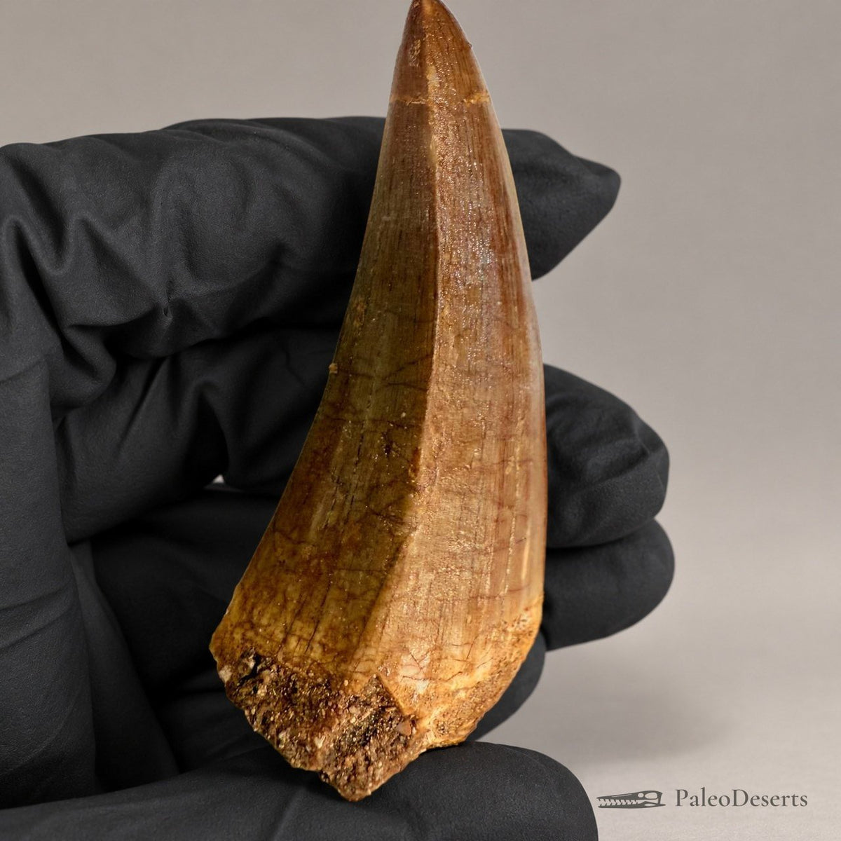 Prognathodon Mosasaur Tooth Fossil – 2.4 in (6.0 cm), Morocco – Specimen M-42