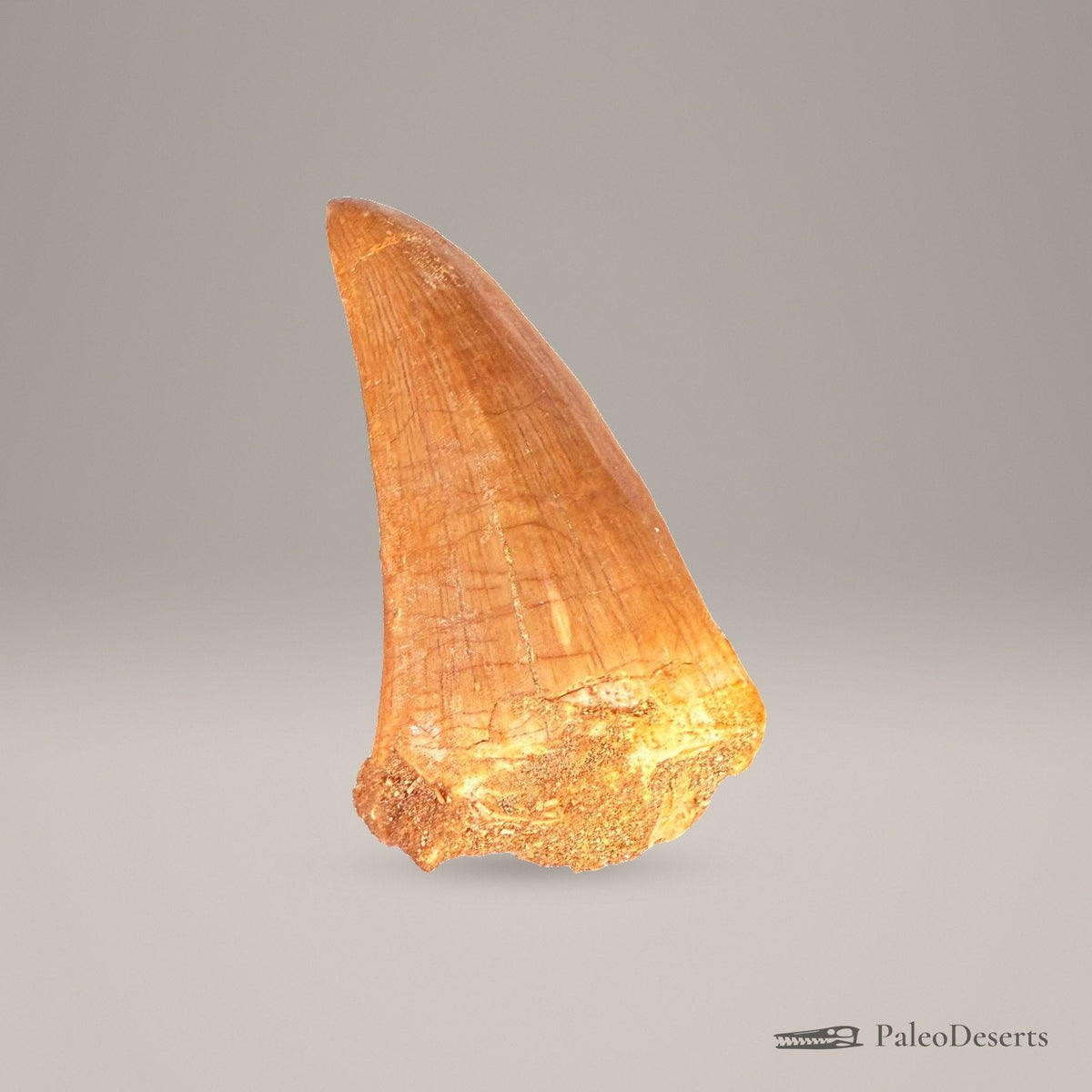 Prognathodon Mosasaur Tooth Fossil