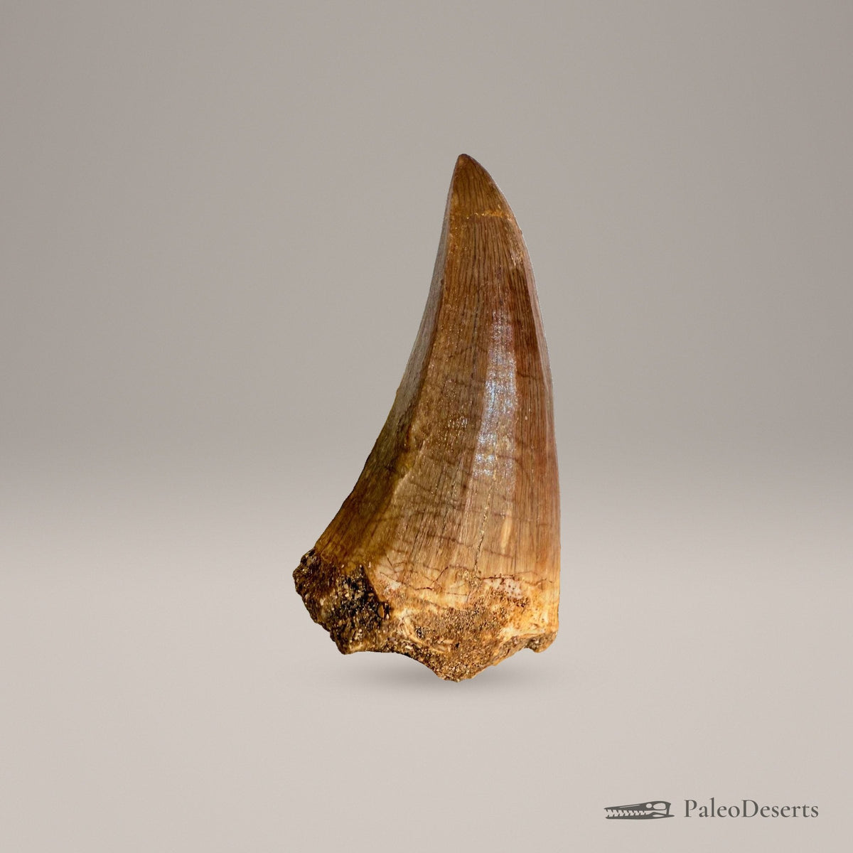 Prognathodon Mosasaur Tooth Fossil – 2.4 in (6.0 cm), Morocco – Specimen M-42 – view 4