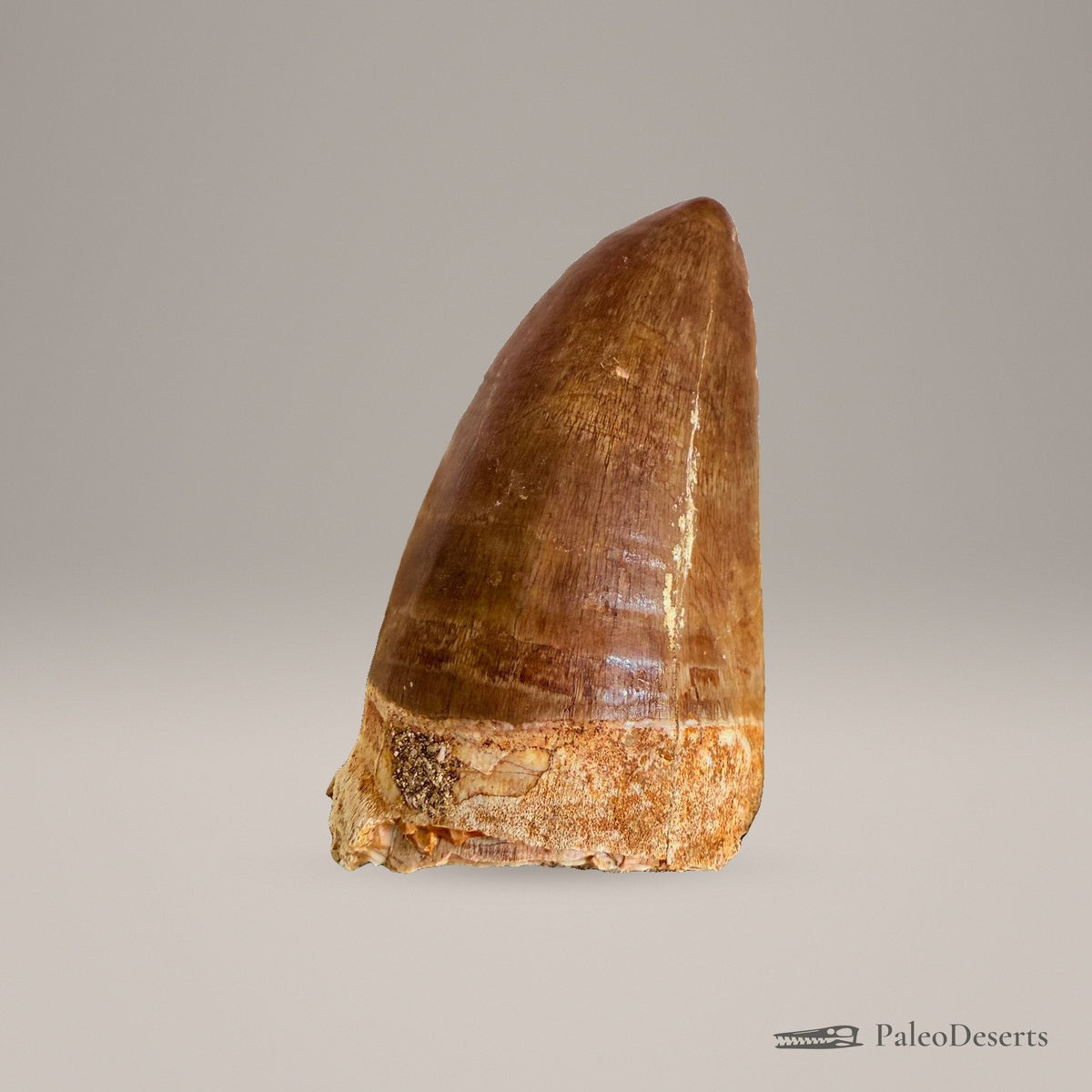 Prognathodon Mosasaur Tooth Fossil – 2.4 in (6.0 cm), Morocco – Specimen M-43 – view 2