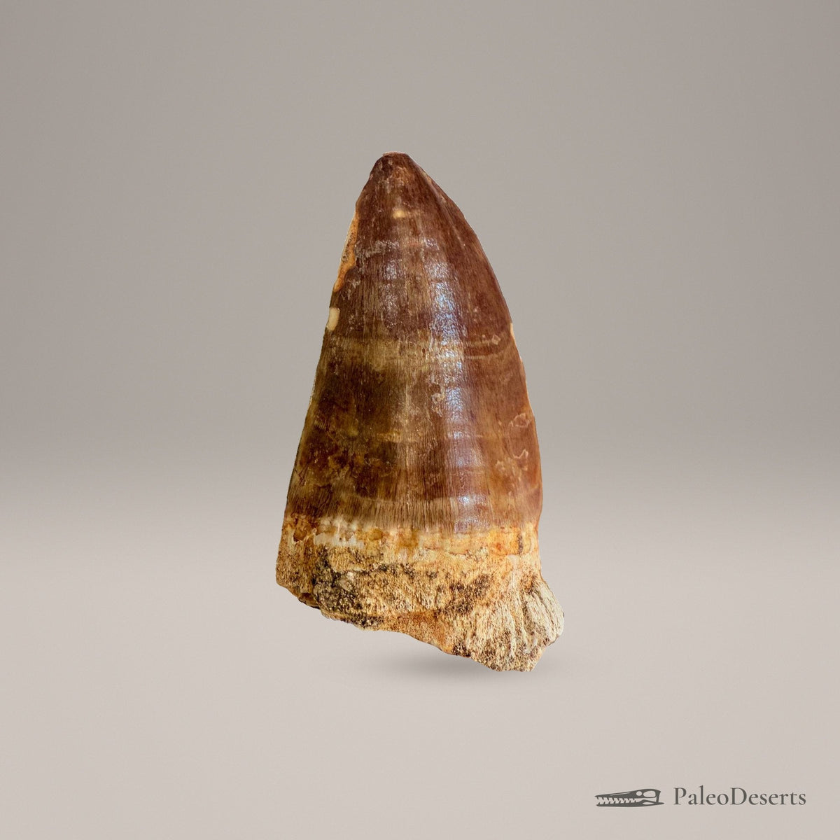 Prognathodon Mosasaur Tooth Fossil