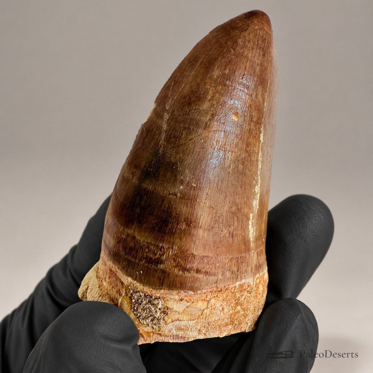 Prognathodon Mosasaur Tooth Fossil – 2.4 in (6.0 cm), Morocco – Specimen M-43